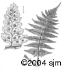 Dryopteris intermedia ill