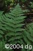 Dryopteris intermedia lvs