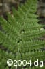 Dryopteris intermedia sor