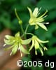 Clintonia borealis flw