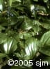 Clintonia borealis frpl