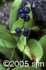 Clintonia borealis frt