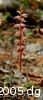 Corallorhiza striata flpl