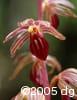 Corallorhiza striata flw