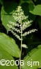 Maianthemum racemosum flw