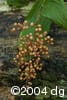 Maianthemum racemosum frt