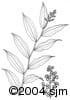 Maianthemum racemosum ill