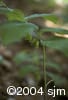 Polygonatum pubescens flpl