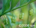 Polygonatum pubescens flw