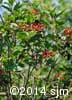 Viburnum trilobum 10
