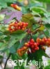 Viburnum trilobum 11