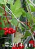 Viburnum trilobum 12