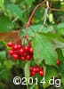 Viburnum trilobum 13