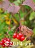 Viburnum trilobum 14