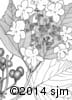 Viburnum trilobum 18