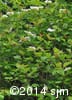 Viburnum trilobum 1