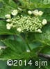 Viburnum trilobum 3