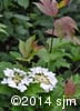Viburnum trilobum 5