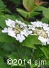 Viburnum trilobum 6