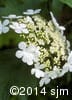 Viburnum trilobum 8