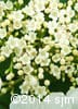Viburnum trilobum 9