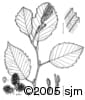 Alnus incana subsp. rugosa ill