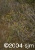 Alnus alnobetula subsp. crispa flpl