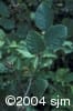 Alnus alnobetula subsp. crispa frpl