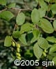 Alnus alnobetula subsp. crispa frt
