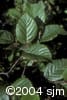 Alnus alnobetula subsp. crispa lvs