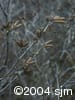 Alnus alnobetula subsp. crispa twg