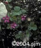 Rubus arcticus subsp. acaulis flpl