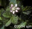 Rubus arcticus subsp. acaulis flw