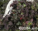 Rubus arcticus subsp. acaulis frt