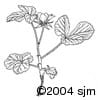 Rubus arcticus subsp. acaulis ill