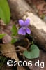 Viola sororia flpl