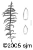Pleurozium schreberi ill