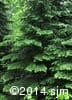 Abies balsamea 2