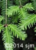 Abies balsamea 4