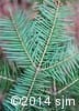 Abies balsamea 6