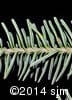 Abies balsamea 7