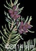 Abies balsamea 8