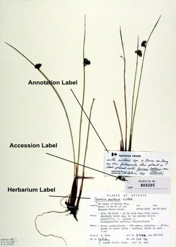 herbarium specimen