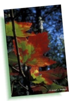 Maple Leaves