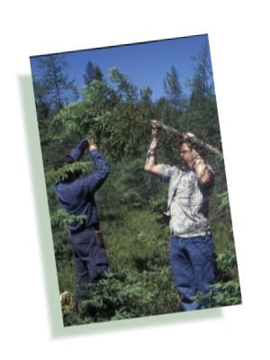 Tephroseris Palustris, Ship Sands Island, James Bay