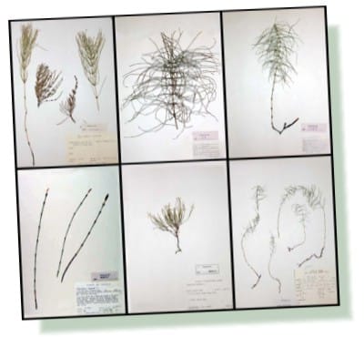 Aralia racemosa, Echo Lake, Algoma District